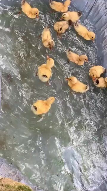 Vịt cỏ. Mua bán Thú cưng khác tại Thành phố Dĩ An Bình Dương được đăng bởi Ngọc Hân hình 1