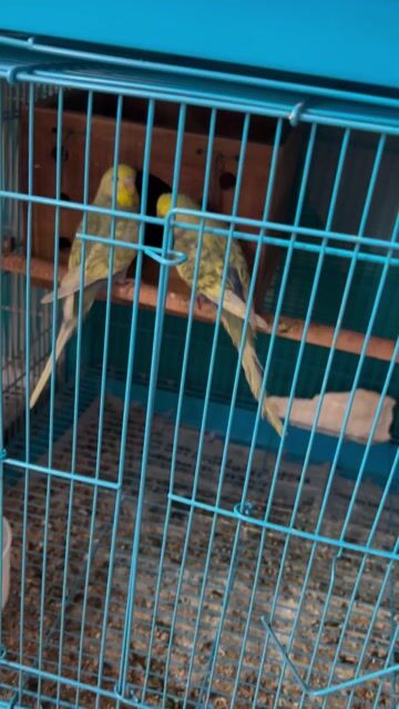 Chim Yến phụng Vàng xanh. Mua bán Chim tại Quận 12 Tp Hồ Chí Minh được đăng bởi Trung Nghĩa  hình 1