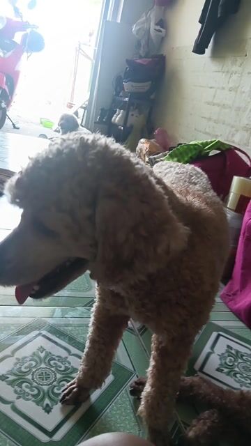 Chó Poodle cái 1 tuổi. Mua bán Chó tại Huyện Bình Chánh Tp Hồ Chí Minh được đăng bởi Nguyển Văn Cẩn hình 1