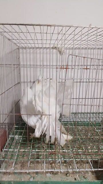 Chim Bồ câu xòe Nhật Bản Trắng. Mua bán Chim tại Quận Hà Đông Hà Nội được đăng bởi Trung Thực hình 1
