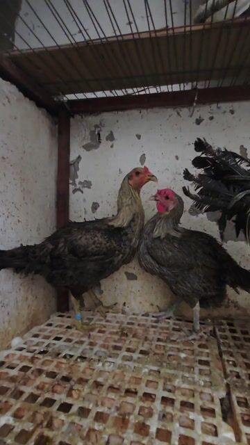 Cặp mái nồi PERU chuối nhập trạng lớn kg. Mua bán Gà tại Quận Bình Thạnh Tp Hồ Chí Minh được đăng bởi Long Pham hình 1