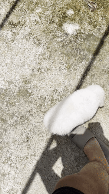 bichon mix poodle. Mua bán Chó tại Quận Bình Thạnh Tp Hồ Chí Minh được đăng bởi Nguyễn phúc hình 1