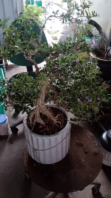 Cây cảnh bonsai Cây xanh. Mua bán Cây cảnh, đồ trang trí tại Quận Gò Vấp Tp Hồ Chí Minh được đăng bởi Lien Le hình 1