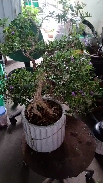 Cây cảnh bonsai Cây xanh. Mua bán Cây cảnh, đồ trang trí tại Quận Gò Vấp Tp Hồ Chí Minh được đăng bởi Lien Le hình 1
