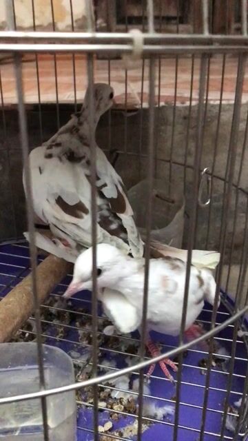 chim vú thái tầm 4 tháng tuổi. Mua bán Chim tại Huyện Đông Anh Hà Nội được đăng bởi Duy Hưng hình 1