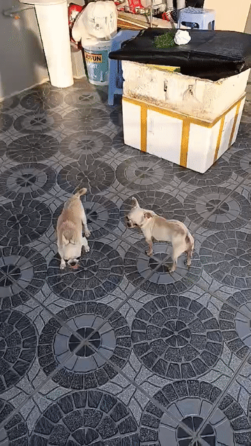 Chó Chihuahua đực 5 tuổi. Mua bán Chó tại Quận Thanh Khê Đà Nẵng được đăng bởi duy hình 1