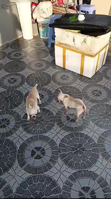 Chó Chihuahua đực 5 tuổi. Mua bán Chó tại Quận Thanh Khê Đà Nẵng được đăng bởi duy hình 1