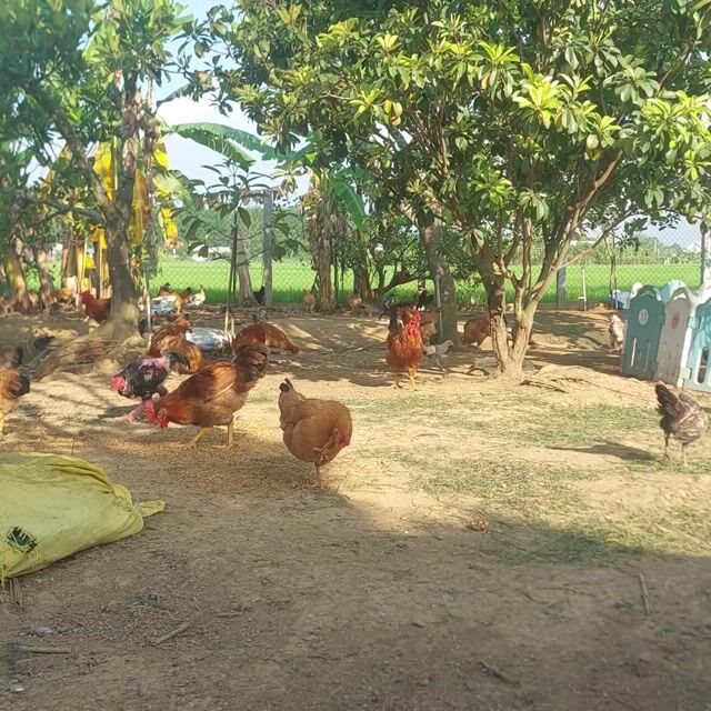 Gà ta thả vườn sinh sản. Mua bán Gà tại Thị xã Tân Uyên Bình Dương được đăng bởi Quân  hình 1
