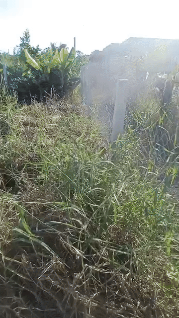 Mua bán Đất Huyện Cần Đước Long An diện tích 500 m² giá 2,9 tỷ