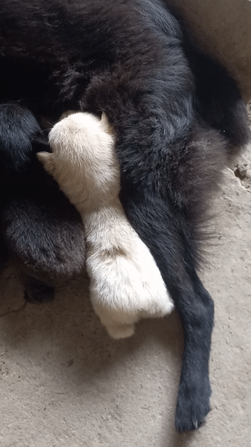 Chó Hmông cộc đen gần 2 tháng. Mua bán Chó tại Thành phố Long Xuyên An Giang được đăng bởi Nguyễn hữu thắng  hình 1