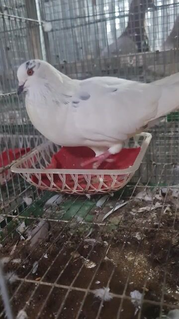 Chim bồ câu gà lai. Mua bán Chim tại Huyện Tịnh Biên An Giang được đăng bởi Gà Nòi 67 hình 1