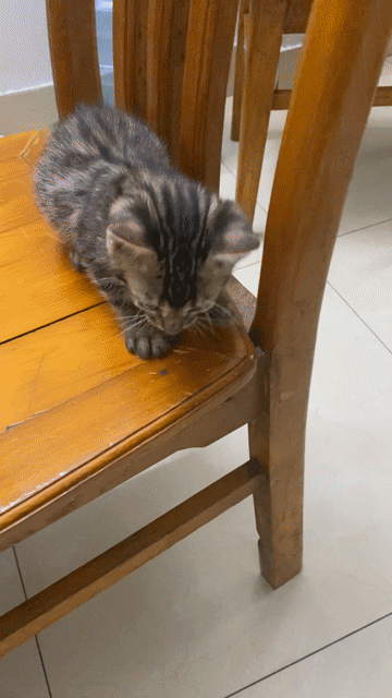 Mèo Bengal Vằn Đực Cái Khoẻ mạnh. Mua bán Mèo tại Quận Cầu Giấy Hà Nội được đăng bởi Hang Nguyen hình 1