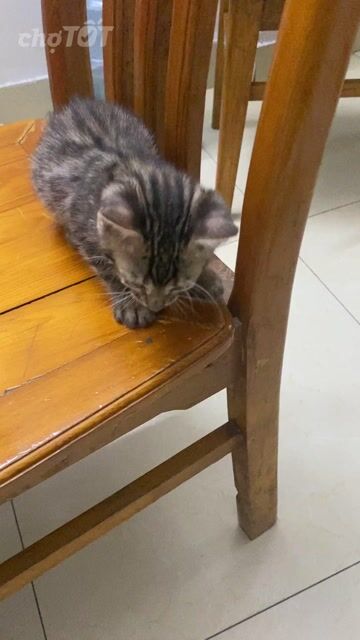 Mèo Bengal Vằn Đực Cái Khoẻ mạnh. Mua bán Mèo tại Quận Cầu Giấy Hà Nội được đăng bởi Hang Nguyen hình 1