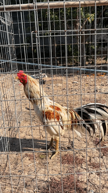 bướm siu chân xanh. Mua bán Gà tại Huyện Long Phú Sóc Trăng được đăng bởi Phương gà nồi hình 1