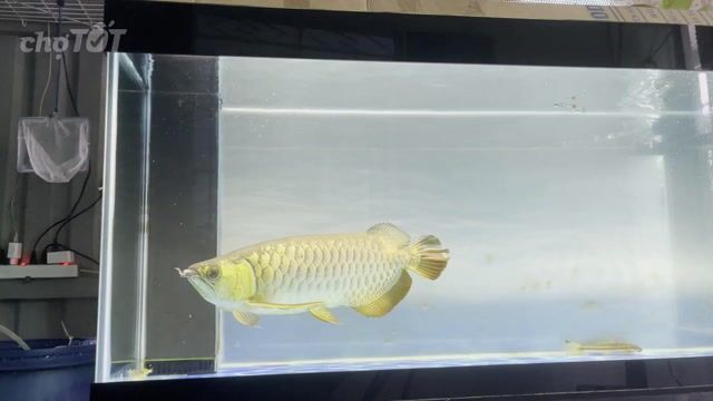 Cá Rồng Vàng 57-60cm. Mua bán Thú cưng khác tại Huyện Bình Chánh Tp Hồ Chí Minh được đăng bởi phuc nguyễn hình 1