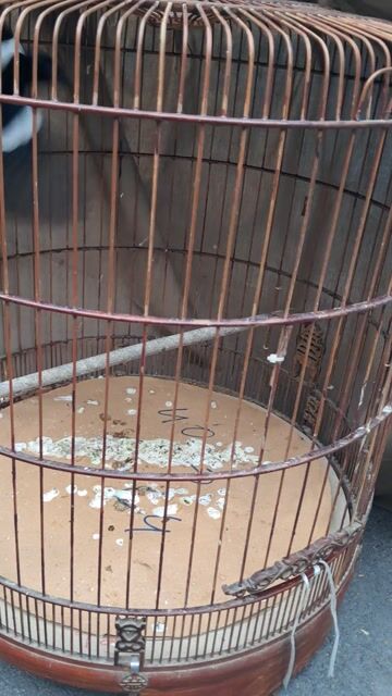Chim Chìa Vôi Đen trắng ,3 Vu. Chim đang thay lông. Mua bán Chim tại Quận Phú Nhuận Tp Hồ Chí Minh được đăng bởi Hoàng Trần hình 1