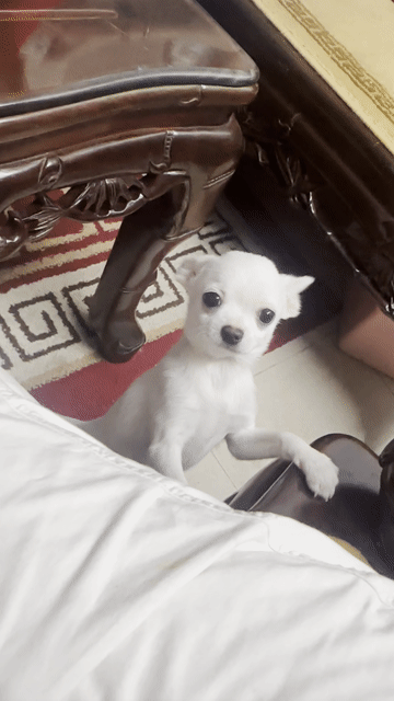 Chó Chihuahua lai Phốc Hươu Trắng 7 tháng. Mua bán Chó tại Quận Tây Hồ Hà Nội được đăng bởi Chè Trần hình 1