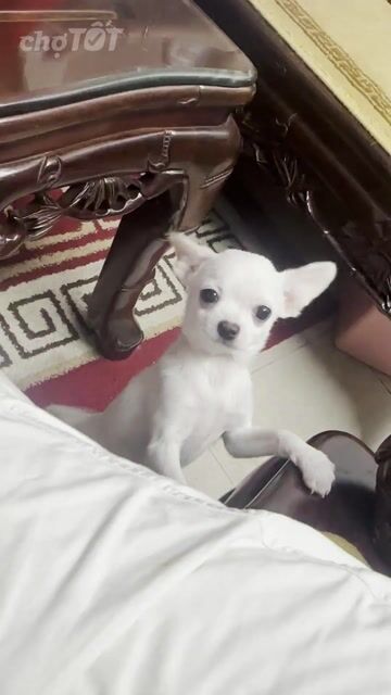 Chó Chihuahua lai Phốc Hươu Trắng 7 tháng. Mua bán Chó tại Quận Tây Hồ Hà Nội được đăng bởi Chè Trần hình 1