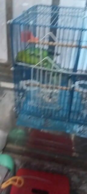 Chim Hỏa tiễn cặp xanh lá. Mua bán Chim tại Quận Gò Vấp Tp Hồ Chí Minh được đăng bởi Nam hình 1