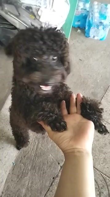 Chó Poodle đen 7 tháng tuổi. Mua bán Chó tại Quận Cái Răng Cần Thơ được đăng bởi Phong Nguyễn hình 1