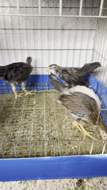 Gà Onagadori mái 3-5 tháng. Mua bán Gà tại Huyện Hóc Môn Tp Hồ Chí Minh được đăng bởi THANH hình 1