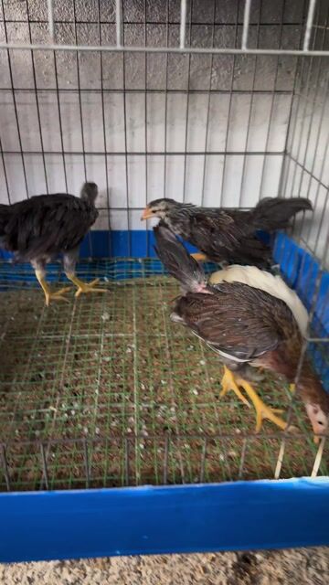 Gà Onagadori mái 3-5 tháng. Mua bán Gà tại Huyện Hóc Môn Tp Hồ Chí Minh được đăng bởi THANH hình 1