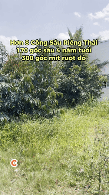 Mua bán Đất Huyện Thới Lai Cần Thơ diện tích 8300 m² giá 4,897 tỷ
