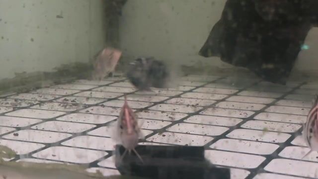 Cá cảnh Sumatra Vằn S6-7-8. Mua bán Thú cưng khác tại Quận Cái Răng Cần Thơ được đăng bởi Khai quoc hình 1