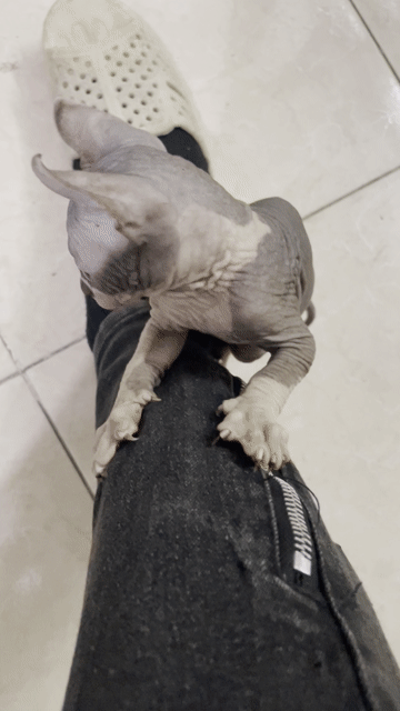 Mèo Sphynx Hồng mắt Xanh biếc. Mua bán Mèo tại Quận Hoàng Mai Hà Nội được đăng bởi Nam Viet hình 1