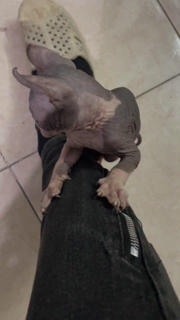 Mèo Sphynx Hồng mắt Xanh biếc. Mua bán Mèo tại Quận Hoàng Mai Hà Nội được đăng bởi Nam Viet hình 1