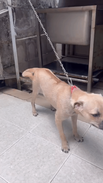 Chó Phú Quốc lai Bull Pháp nâu vàng 6 tháng đã tiê. Mua bán Chó tại Quận Gò Vấp Tp Hồ Chí Minh được đăng bởi Nguyen Bích Thụy hình 1
