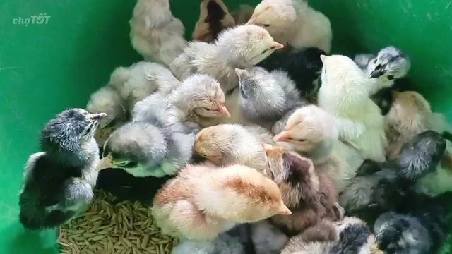 Gà Mỹ F1 nhiều màu con. Mua bán Gà tại Thành phố Sóc Trăng Sóc Trăng được đăng bởi Tiền Gà  hình 1