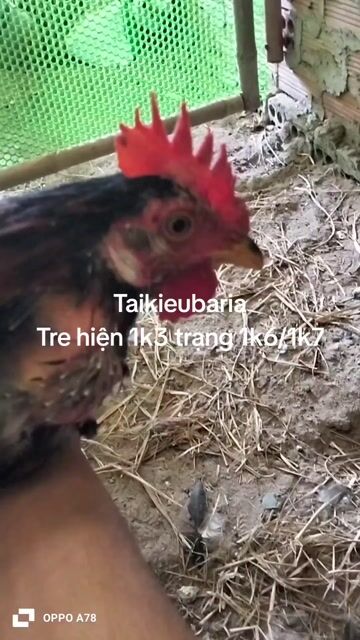 mỹ + simon. Mua bán Gà tại Thị xã Phú Mỹ Bà Rịa - Vũng Tàu được đăng bởi Taikieubaria hình 1