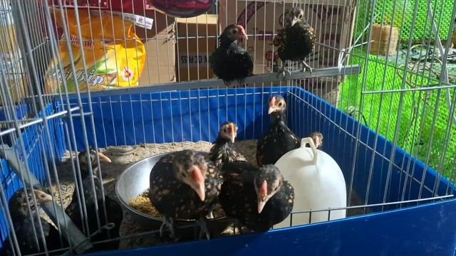 Gà vảy cá 2 tháng tuổi Đen vàng. Mua bán Gà tại Huyện Hóc Môn Tp Hồ Chí Minh được đăng bởi Trinh Pham hình 1