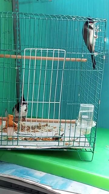 cặp indo75 bông mỏ lột móng trắng cánh 1cọng trắn . Mua bán Chim tại Quận 12 Tp Hồ Chí Minh được đăng bởi  Minh ánh  hình 1
