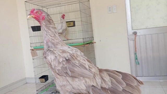 mái xám thái mỹ chân xanh điểm trạng 2kg750. Mua bán Gà tại Quận 8 Tp Hồ Chí Minh được đăng bởi phương  cán đẹp hình 1