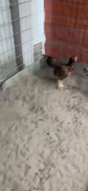 Gà mái nọc. Mua bán Gà tại Huyện Đức Hòa Long An được đăng bởi Anhkhoa hình 1