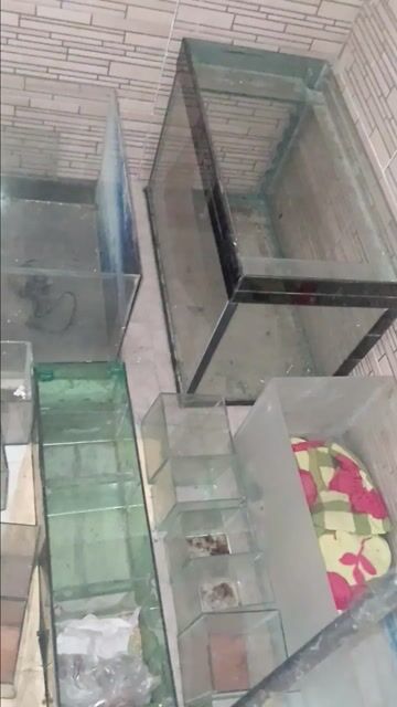 Hồ cá kính đã qua sử dụng. Mua bán Phụ kiện, Thức ăn, Dịch vụ tại Huyện Cần Giuộc Long An được đăng bởi nhok giang hình 1