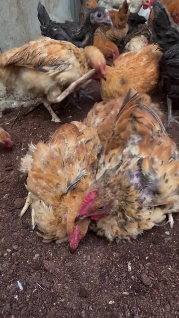 Gà ri lai Norfolk 3 tháng tuổi. Mua bán Gà tại Quận 7 Tp Hồ Chí Minh được đăng bởi Nhat Minh hình 1