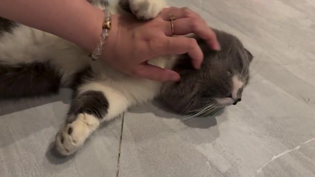 Mèo đực hơn 1 tuổi chưa thiến. Mua bán Mèo tại Quận Gò Vấp Tp Hồ Chí Minh được đăng bởi Huyen My hình 1