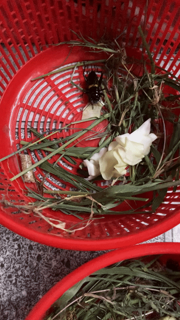 Dế đá thiên nhiên ( Than ). Mua bán Thú cưng khác tại Thành phố Biên Hòa Đồng Nai được đăng bởi PET NHÀ VƯỜN hình 1