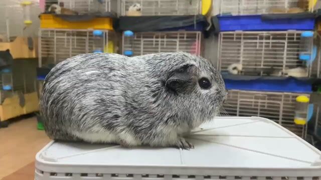 Bọ ú Ame đực 4 tháng. Mua bán Thú cưng khác tại Thành phố Thủ Đức Tp Hồ Chí Minh được đăng bởi anh Hân hình 1