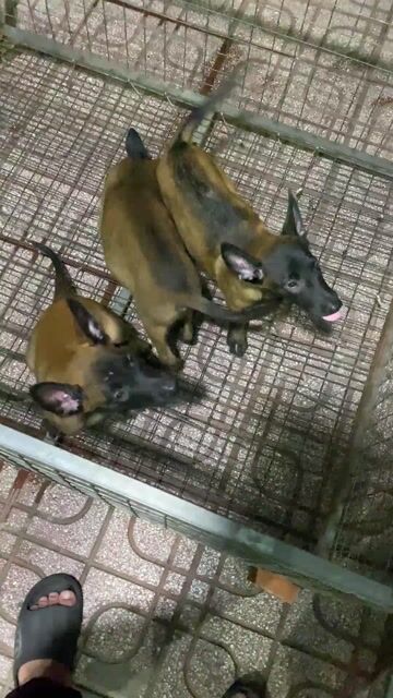 Chó nghiệp vụ nâu đen. Mua bán Chó tại Thành phố Biên Hòa Đồng Nai được đăng bởi Vũ Việt pét Shop hình 1
