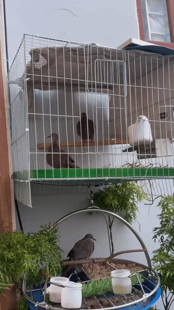 Chim Cu gáy Malai Trống Sắp đẻ. Mua bán Chim tại Quận Bình Tân Tp Hồ Chí Minh được đăng bởi Duy Lê hình 1