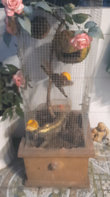 Sóc đất 2 cái 1 đực 4 tháng. Mua bán Thú cưng khác tại Thành phố Biên Hòa Đồng Nai được đăng bởi Khoi Trinh hình 1