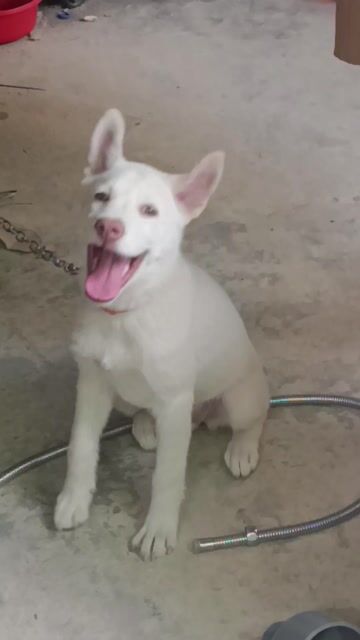 Chó Mông Cộc trắng 3 tháng đã tiêm. Mua bán Chó tại Huyện Hòa Thành Tây Ninh được đăng bởi Shipper hình 1