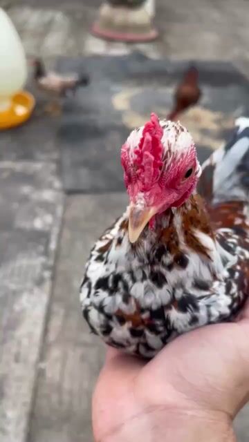 Tre bắc trống bông 400g. Mua bán Gà tại Huyện Chợ Mới An Giang được đăng bởi hải hảo hình 1