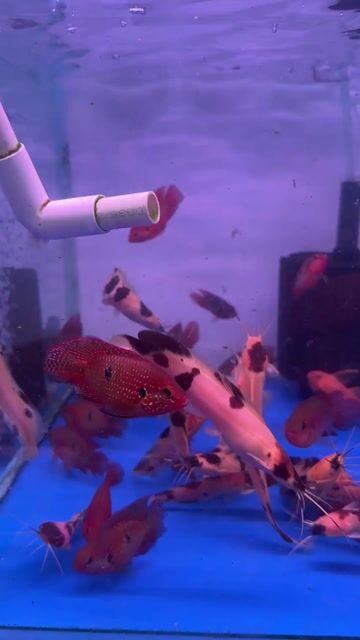 Cá trê Panda 10cm Đốm hồng đen. Mua bán Thú cưng khác tại Quận Tân Bình Tp Hồ Chí Minh được đăng bởi Ng Bảo Phúc hình 1