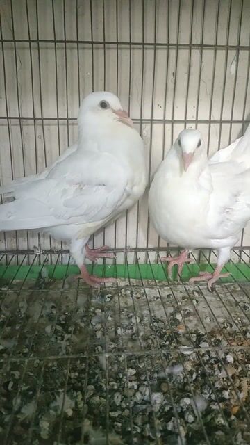 Chim bồ câu Pháp tơ trắng, Thái,Titan. Mua bán Chim tại Quận 11 Tp Hồ Chí Minh được đăng bởi Trần Bình hình 1