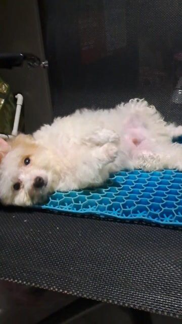 Chó Poodle Tiny Cup Đực Trắng Nâu 6 tuần. Mua bán Chó tại Quận 10 Tp Hồ Chí Minh được đăng bởi minhvu1992 hình 1